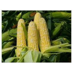 Sweet Corn Manufacturer Supplier Wholesale Exporter Importer Buyer Trader Retailer in Hyderabad Andhra Pradesh India